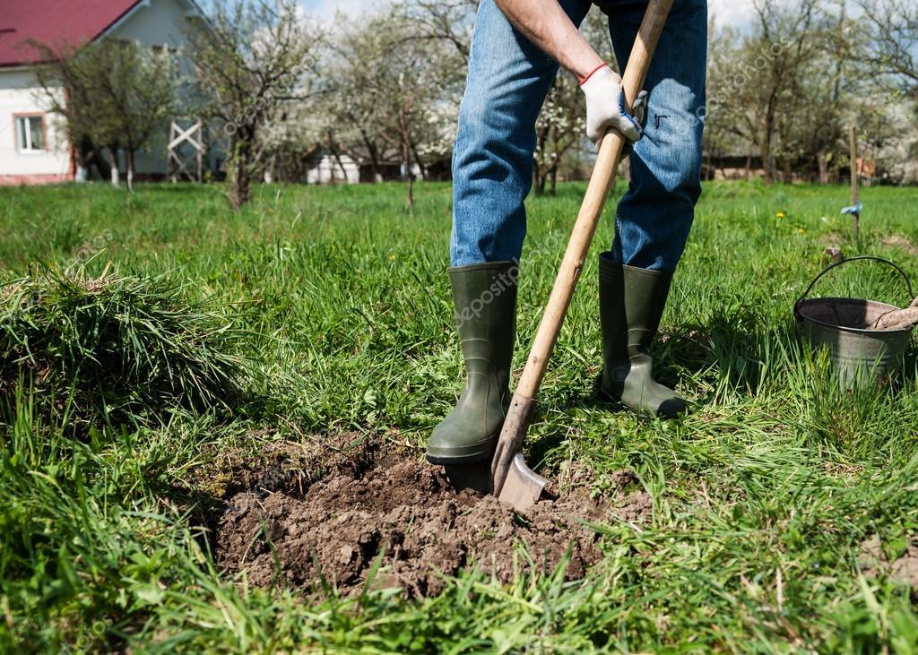 посадка деревьев